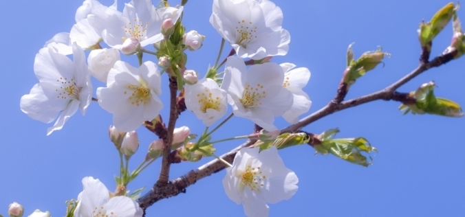 La mulți ani de Florii!